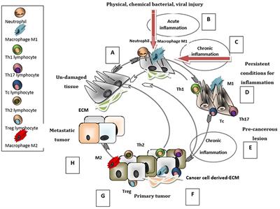 Proteoglycans and Immunobiology of Cancer—Therapeutic Implications